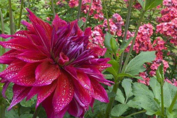 OR, Portland Dahlia and phlox with droplets